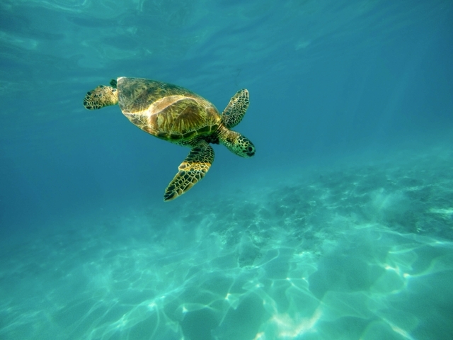 beautiful_closeup_shot_of_a_large_turtle_swimming_underwater_in